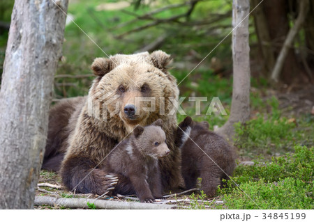 Brown bear and cub Brown bear and cub 34845199