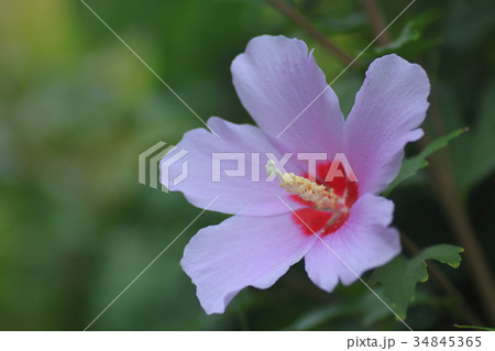 ムクゲ ムクゲ 34845365