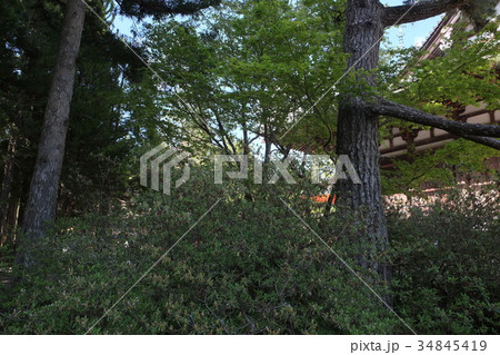 2016年高野山・壇上伽藍の松その4 2016年高野山・壇上伽藍の松その4 34845419
