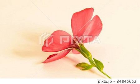 one red flower one red flower 34845652