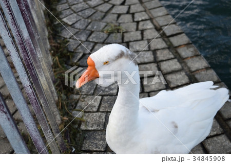片足のガチョウ 片足のガチョウ 34845908