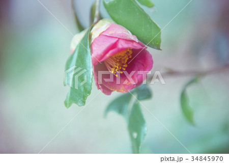 花 花 34845970