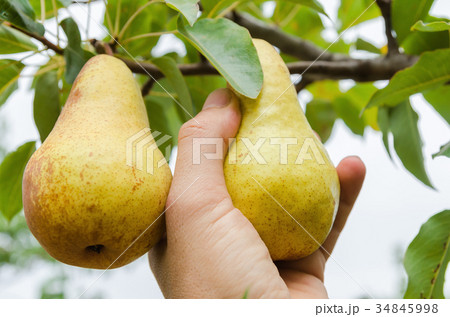 farmer hand collects a crop of pears from a tree 34845998