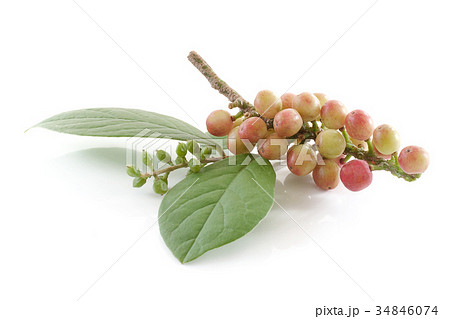 phyllanthus isolated on white background phyllanthus isolated on white background 34846074