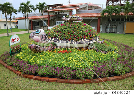 沖縄AKB48コンサート前日 34846524