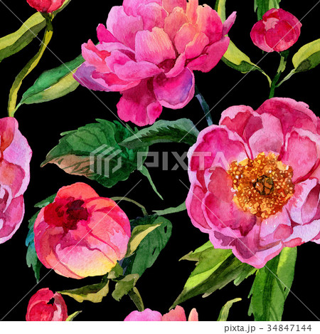 Wildflower peonies flower pattern in a watercolor 34847144