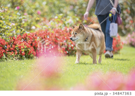 花が綺麗な公園を散歩するかわいい柴犬 34847363