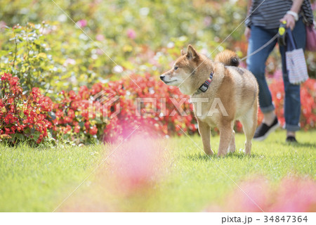 花が綺麗な公園を散歩するかわいい柴犬 34847364