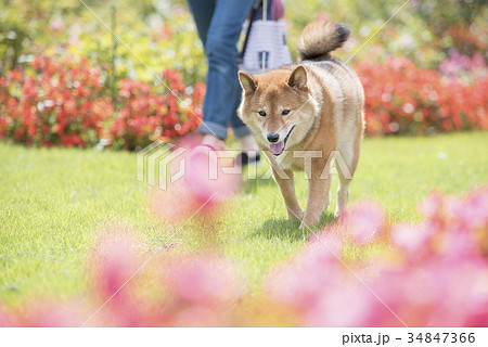 花が綺麗な公園を散歩するかわいい柴犬 34847366