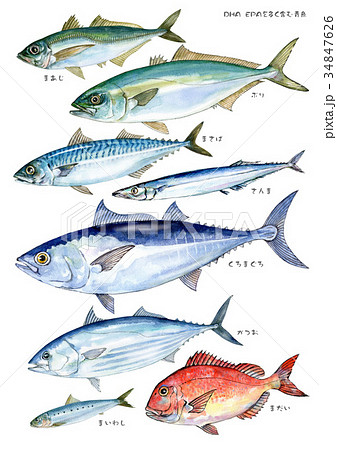 Dha Epaを多く含む青魚 魚名あり のイラスト素材
