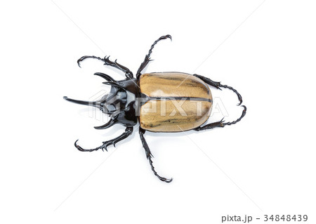 Closeup Rhinoceros beetle isolated on white Closeup Rhinoceros beetle isolated on white 34848439