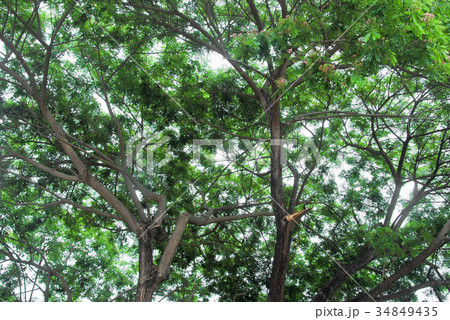 Leaves and branches of tree against sky and sun Leaves and branches of tree against sky and sun 34849435