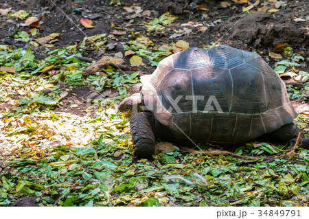 Aldabra giant tortoise Aldabra giant tortoise 34849791