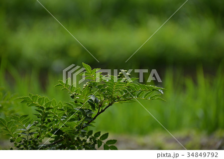 山椒の実 34849792