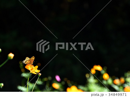 コスモスとヒョウモンチョウとコピースペース 34849971