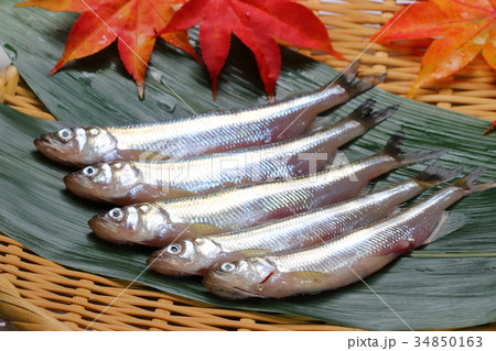 生の新鮮なとれたてししゃも 34850163