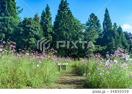 コスモス畑 34850359