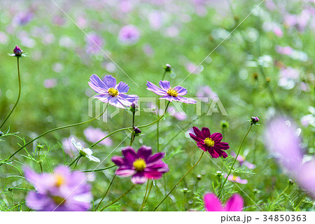コスモス畑 34850363