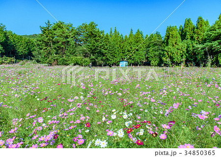 コスモス畑 コスモス畑 34850365