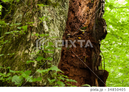 南会津 御鍋神社 参道脇の大木 南会津 御鍋神社 参道脇の大木 34850405