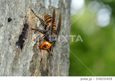 オオスズメバチ オオスズメバチ 34850409
