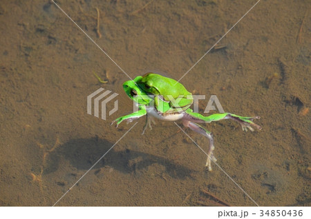 田んぼの蛙 田んぼの蛙 34850436