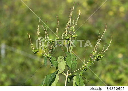 花粉症の草 ブタクサ 花粉症の草 ブタクサ 34850605