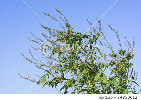 花粉症の草 ブタクサ 花粉症の草 ブタクサ 34850612