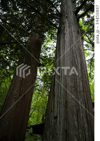 南会津 御鍋神社 サワラの巨木 南会津 御鍋神社 サワラの巨木 34850897