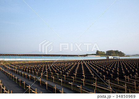 畑 高麗人参畑 ビニールハウス 34850969