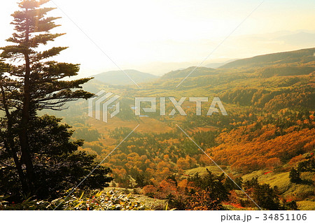 芳ヶ平湿地群（群馬県）（秋の早朝） 34851106