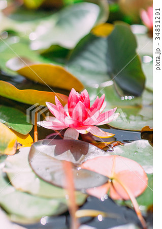 Lovely pink waterlilia in the river. 34851291