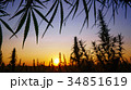 Wide shot of marijuana field in the amazing sunset 34851619