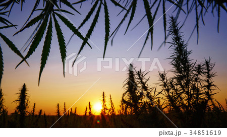 Wide shot of marijuana field in the amazing sunset 34851619