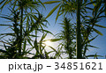 Mid shot of cannabis at the sunset background. 34851621