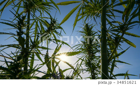 Mid shot of cannabis at the sunset background. 34851621
