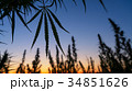 Wide shot of marijuana field in the amazing sunset 34851626