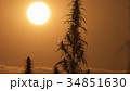 Mid shot of cannabis at the sunset background. 34851630