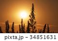 Mid shot of cannabis at the sunset background. 34851631