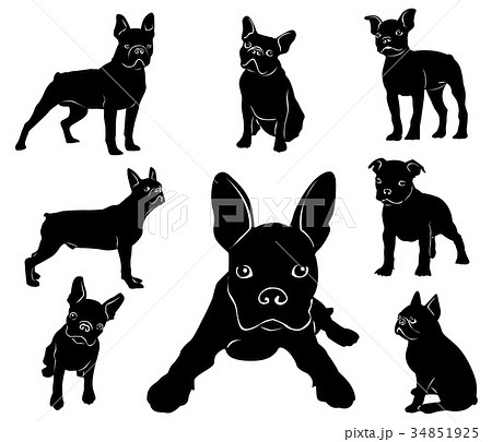 Silhouette of Boston terrier. Adult dogs and puppi Silhouette of Boston terrier. Adult dogs and puppi 34851925