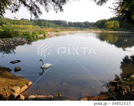 伊丹市　昆陽池 34852517