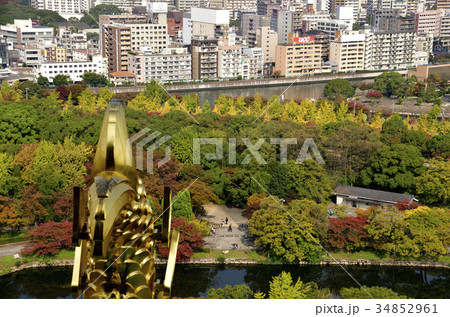 大阪城 金のしゃちほこと紅葉の大阪城公園 34852961