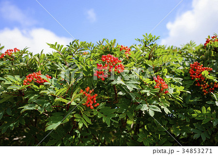 実が生るナナカマド 34853271