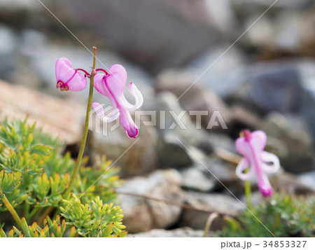 コマクサ(駒草) 34853327