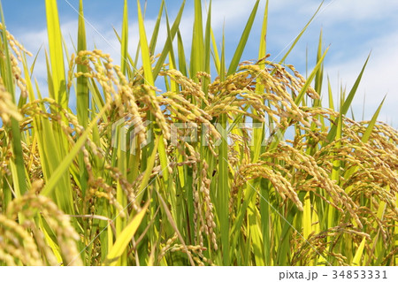 稲 稲 34853331