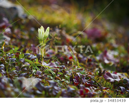 草紅葉とトウヤクリンドウ 34853439