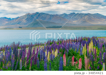 Landscape at Lake Tekapo Lupin Field in New Zealand Landscape at Lake Tekapo Lupin Field in New Zealand 34854421