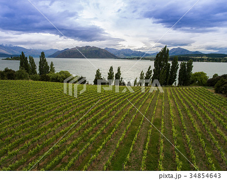 Vineyard at Lake Wanaka, New Zealand 34854643