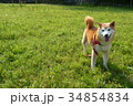 柴犬 34854834