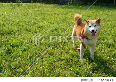 柴犬 柴犬 34854834